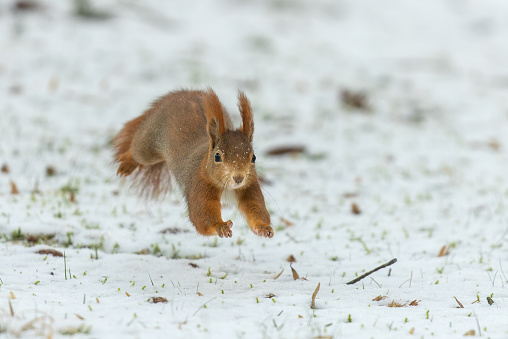 Eurasian red squirrel (Sciurus vulgaris) running in snow.