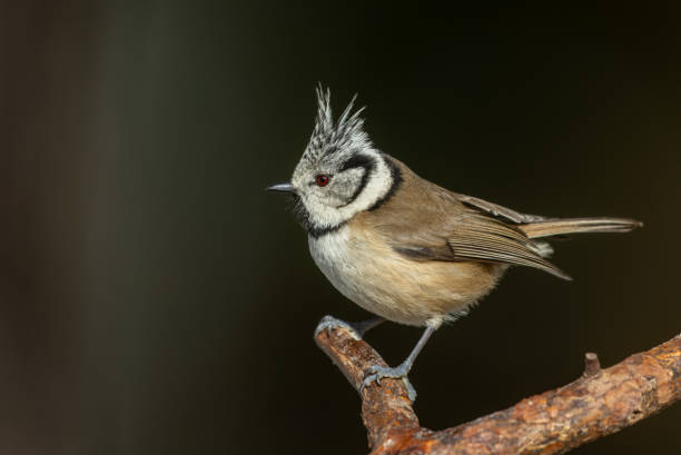 Beautiful European crested tit (Lophophanes cristatus)