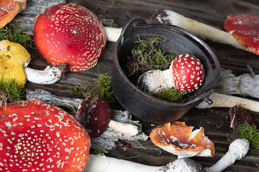beautiful orange-red fly agaric on a wooden table ,autumn harvest of poisonous mushrooms, High quality photo