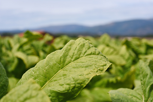 Fresh leaf of tacaco plant in outdoor cultivation on sunny day