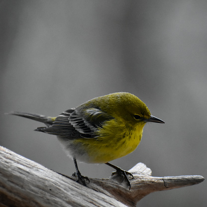 Winter 2024; a Pine warbler perching in a forested area.