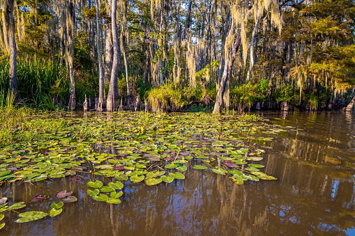 Quiet creek with water lilies. Swamps on sunny day. Louisiana. Boat excursion to the protected areas of the Mississippi Basin. Autumn nature. Travel to America.