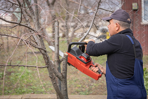 Mature farmer trimming trees or chopping the branches in the orchard