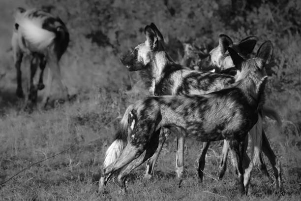 istock Botswana most beautiful wildlife 1968084431