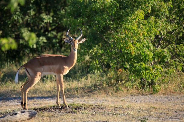 istock Botswana most beautiful wildlife 1968084964
