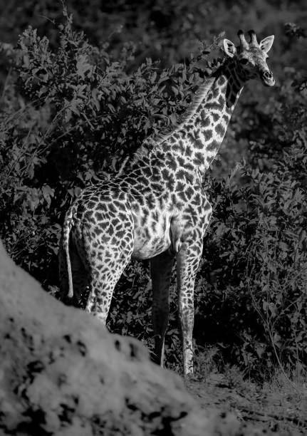 istock Botswana most beautiful wildlife 1968084971
