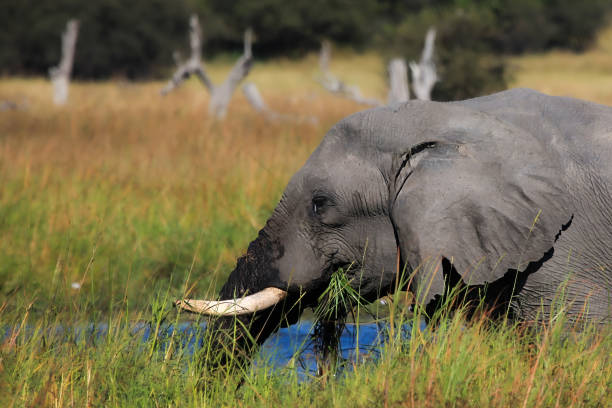 Amazing country and big variation of different animals