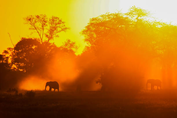 istock Botswana most beautiful wildlife 1968085500