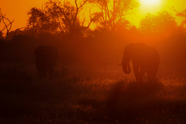 Amazing country and big variation of different animals