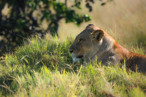 A female lion or lioness (panthera leo) is sitting in the green plains. Shot in wildlife in the Masai Mara, Kenya.