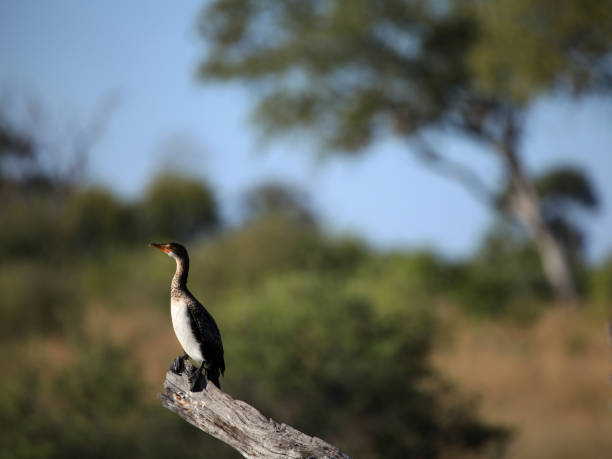 istock Botswana most beautiful wildlife 1968086060