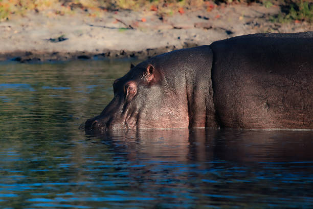istock Botswana most beautiful wildlife 1968086566