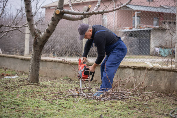 istock Mature farmer trimming trees or chopping the branches in the orchard 1968095582