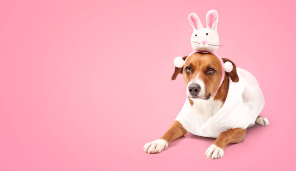 istock Funny dog with easter bunny costume on colored background. 1968100810