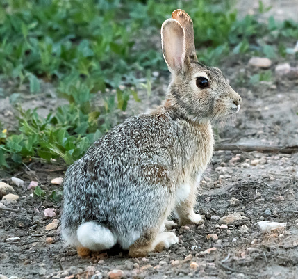 Desert cottontail rabbit at the Running Deer Natural Area in Fort Collins, Colorado