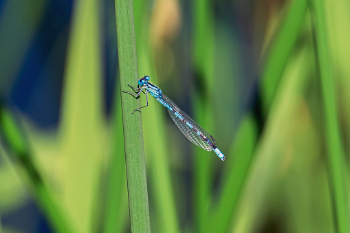 Northern bluet damselfly clinging to a stem