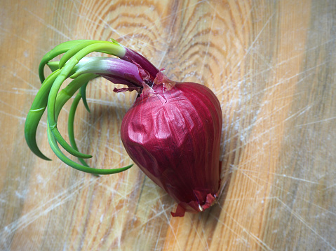 A red onion that has grown a green stalk. Sprouted onion. Germinated onion in the kitchen.