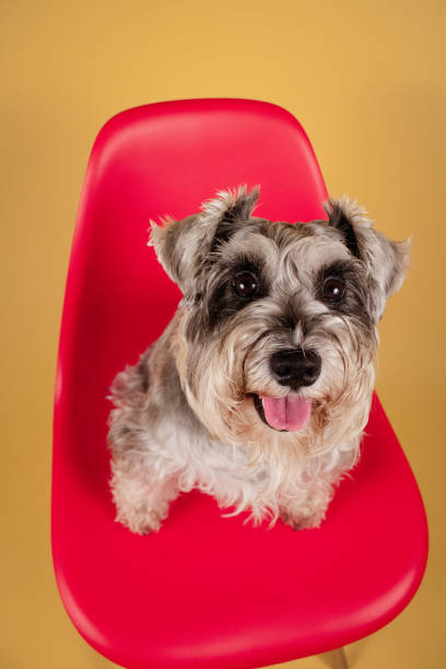 istock Schnauzer Dog at Yellow Background 1968113584