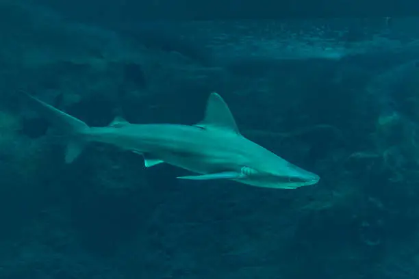 Photo of Silvertip shark swimming in deep sea aquarium.