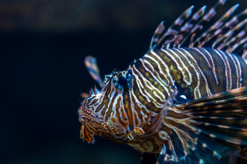 Close-up view of Devil firefish or lion fish swimming in aquarium.