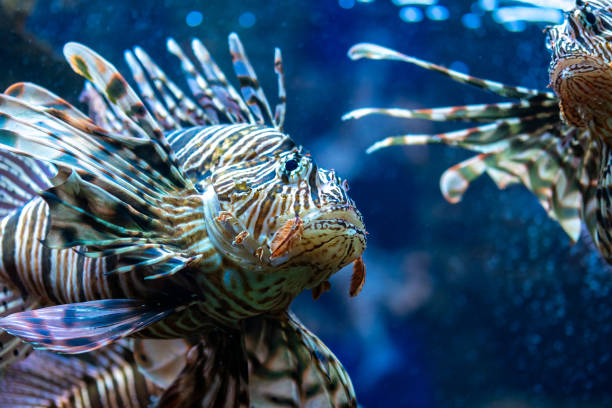 istock Devil firefish or lion fish swimming in aquarium. 1968120415