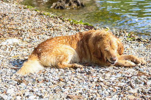 Golden Retriever dog lying at lake shore