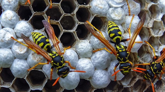 Wasps on combs with larvae feed and protect young wasps