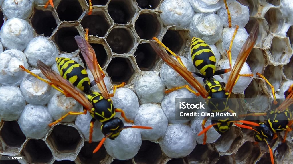 Wwasp Comb Wasps On Combs With Larvae Feed And Protect Young Wasps Stock Photo ...