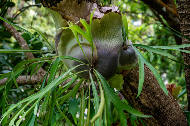 istock Symbiotic relationship between Epiphytic Orchids and trees, Mauritius 1968122541
