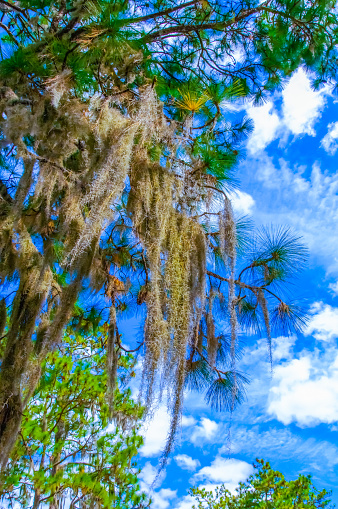 The epiphytic plant Tilansia on large trees hangs down against a blue sky with clouds. Louisiana, USA