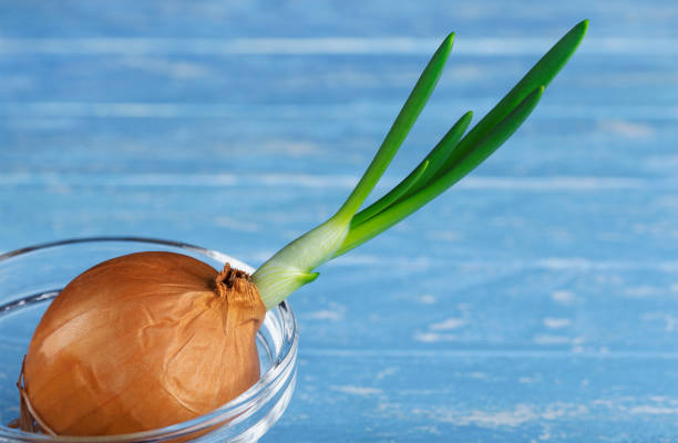 growing green onions at home. ecological product - healthy eating food and drink raw leek fotografías e imágenes de stock