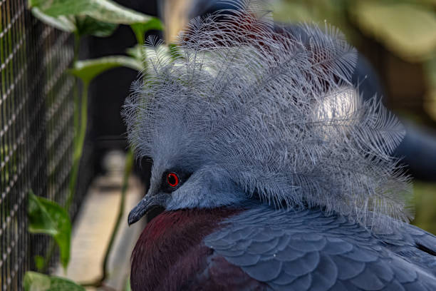 majestätische westkronentaube sitzt tagsüber gelassen in einem vogelschutzgebiet - south highlands stock-fotos und bilder