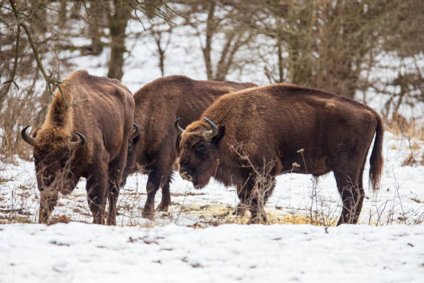 istock European Bisons during winter in Romania 1968163882