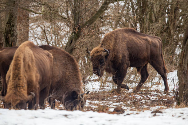 istock European Bisons during winter in Romania 1968164454