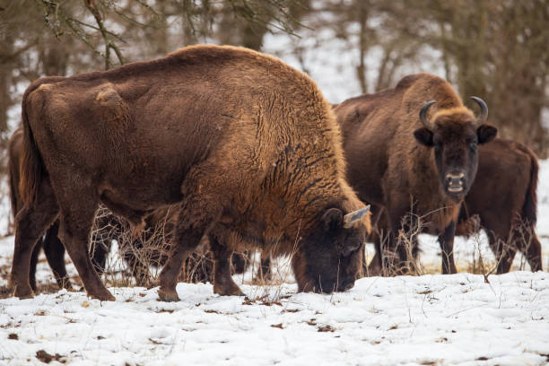 istock European Bisons during winter in Romania 1968164971