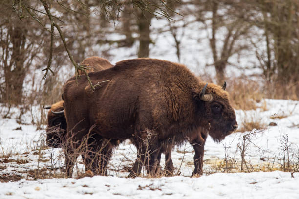 istock European Bisons during winter in Romania 1968165487