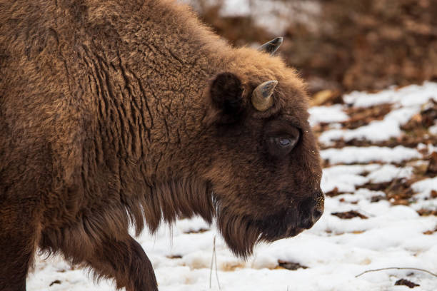 istock European bison profile portrait winter 1968166008