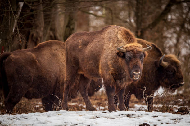 istock European Bisons during winter in Romania 1968166010