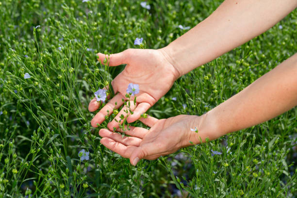 female hands hold flax plants with flowers against the background of a flax field - seed flax seed human hand food foto e immagini stock