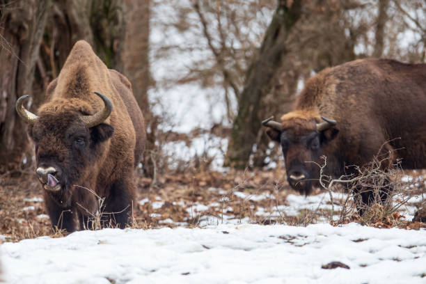 istock European Bisons during winter in Romania 1968167587