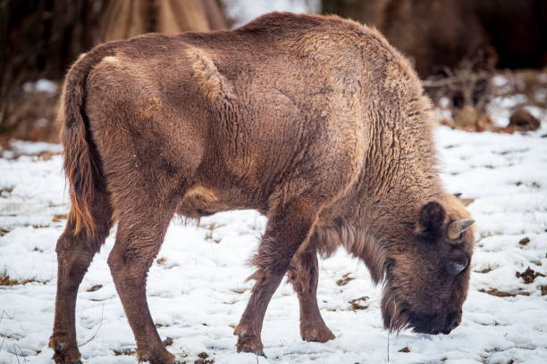 istock European Bisons during winter in Romania 1968168104