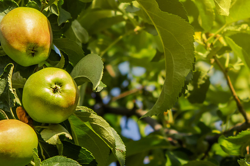 Several green with red apple on a tree branch with copy place. Ripening apple in the garden. Harvest time.