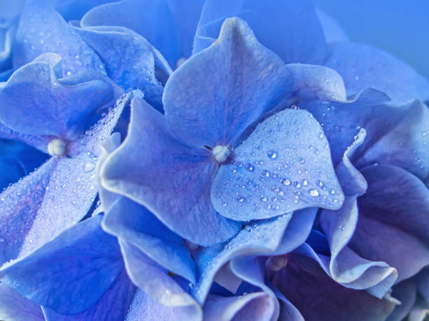 Blue hydrangea macrophylla Flowers with water drops close-up background.