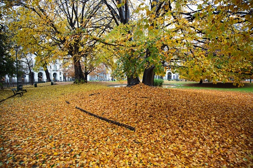 The warm colors of autumn are also spreading in the city of Turin. In the public park in front of the train station, after a downpour, fallen leaves covered the pedestrian path.