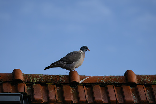 City pigeon perched on a rooftop, gazing out at the vast sky and the bustling city below