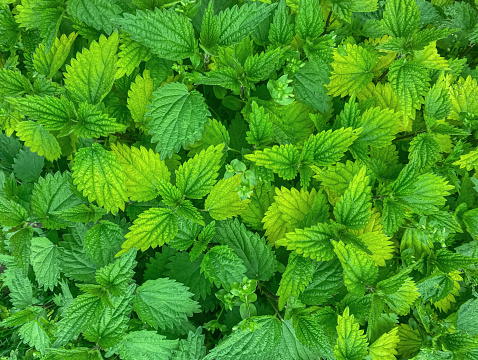 Stinging nettle leaves as background. Green texture of nettle. Top view. Stinging nettle, Nature pattern background.