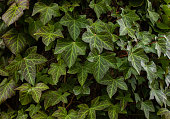 A wall of common Ivy. Also known as European ivy, english ivy or ivy. Hedera helix