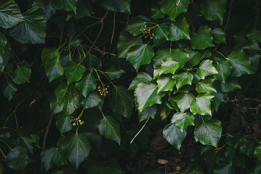 This image captures the texture and varying shades of green ivy leaves as they create a natural tapestry over a walls surface.