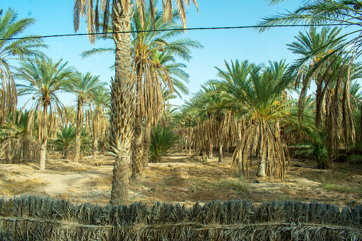 Date Palm Tree Phoenix Dactylifera in a row in Tunisia, North Africa