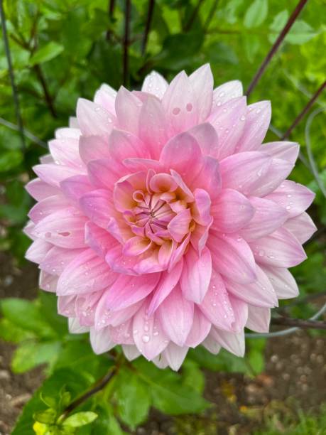 istock Dahlia Garden 1968180281